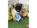 lindos-filhotes-pug-small-2