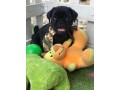 lindos-filhotes-pug-small-1