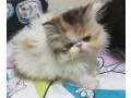 lindos-gatinhos-persa-small-3