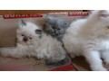 lindos-gatinhos-persa-small-4