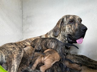 lindos-filhotes-fila-brasileiro-promocao-so-macho