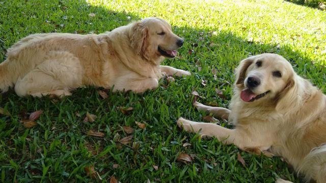 belos-filhotes-golden-machos-e-femeas-vacinados-big-1