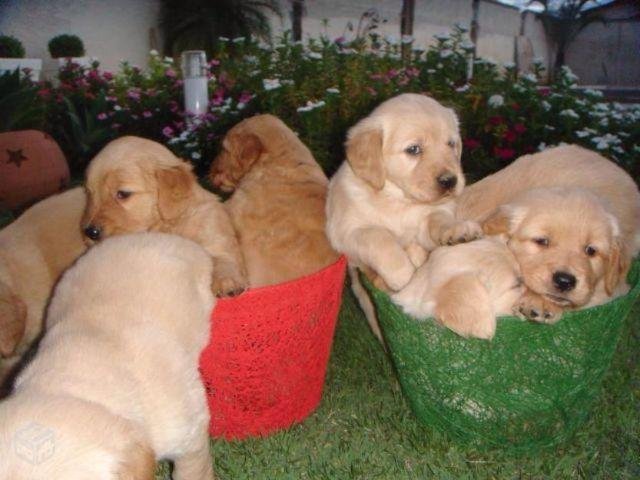belos-filhotes-golden-machos-e-femeas-vacinados-big-0