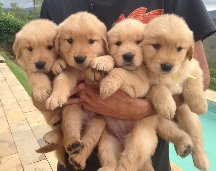 belos-filhotes-golden-machos-e-femeas-vacinados-big-3