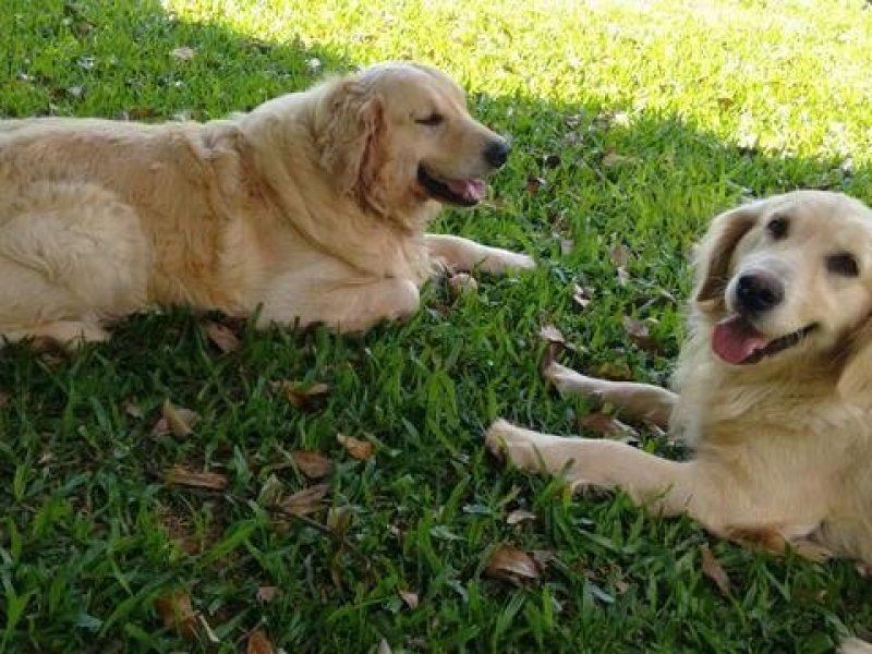 belos-filhotes-golden-machos-e-femeas-vacinados-small-1