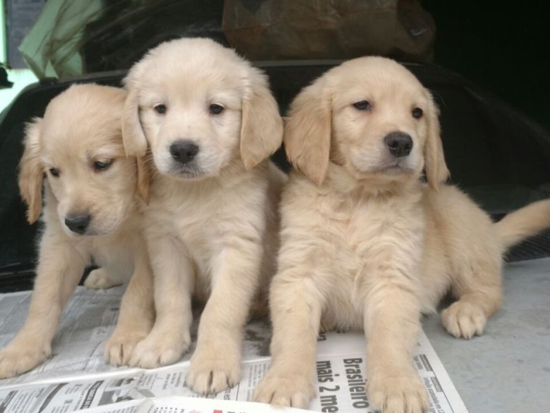 belos-filhotes-golden-machos-e-femeas-vacinados-small-4