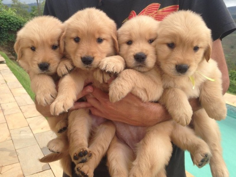 belos-filhotes-golden-machos-e-femeas-vacinados-small-3