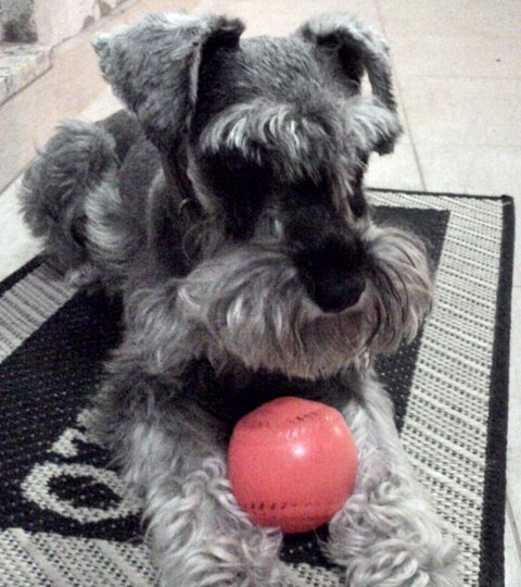 belos-filhotes-schnauzer-machos-e-femeas-vacinados-big-4