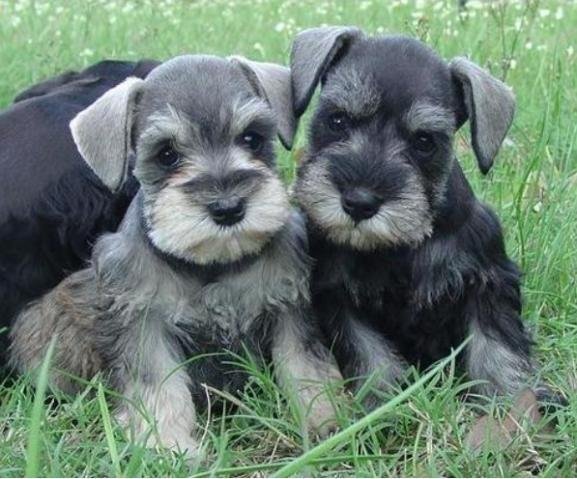 belos-filhotes-schnauzer-machos-e-femeas-vacinados-big-0