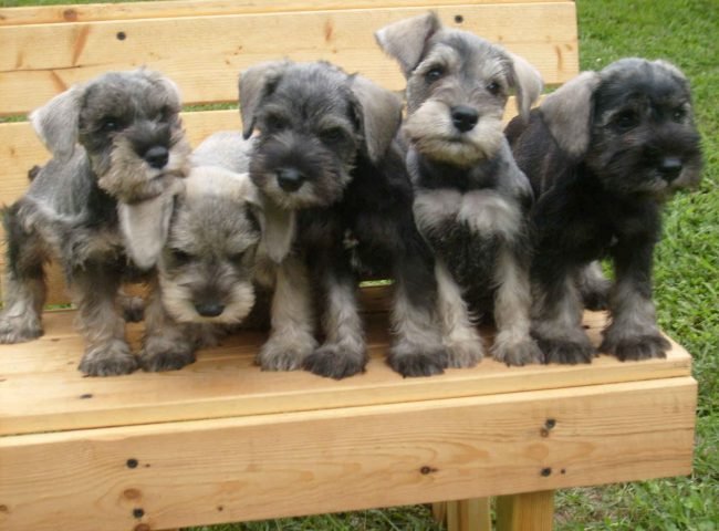 belos-filhotes-schnauzer-machos-e-femeas-vacinados-big-3