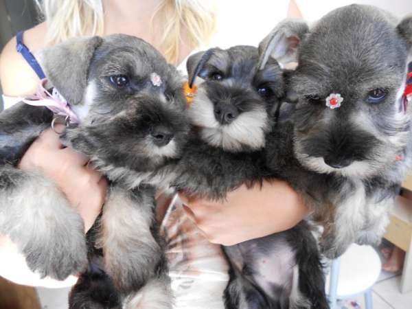 belos-filhotes-schnauzer-machos-e-femeas-vacinados-big-2