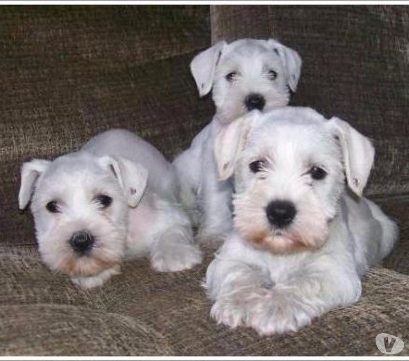 belos-filhotes-schnauzer-machos-e-femeas-vacinados-big-1