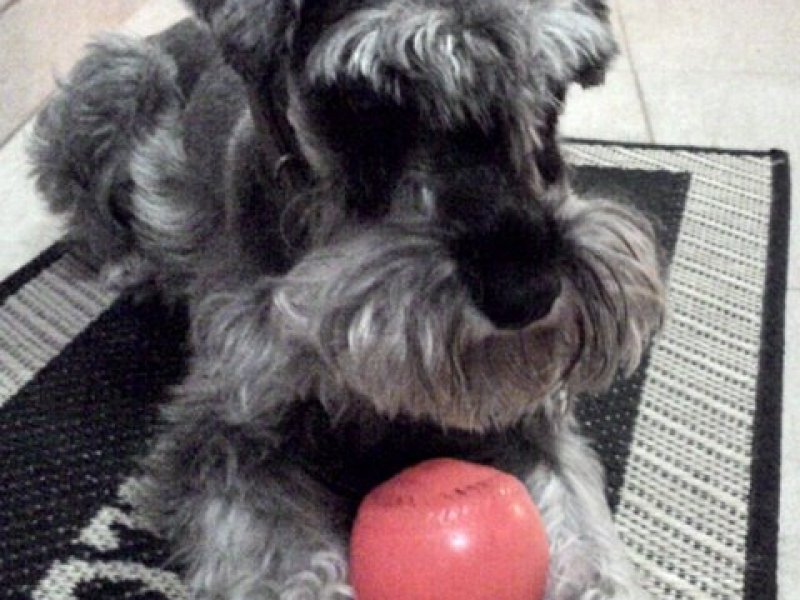 belos-filhotes-schnauzer-machos-e-femeas-vacinados-small-4
