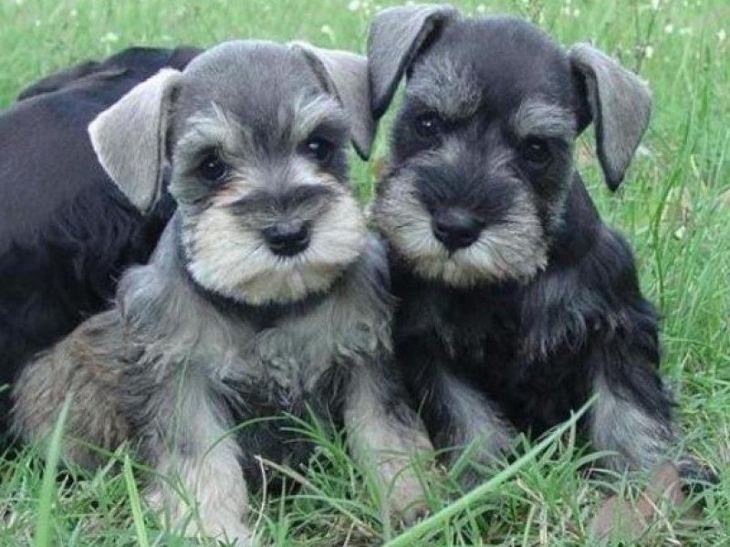 belos-filhotes-schnauzer-machos-e-femeas-vacinados