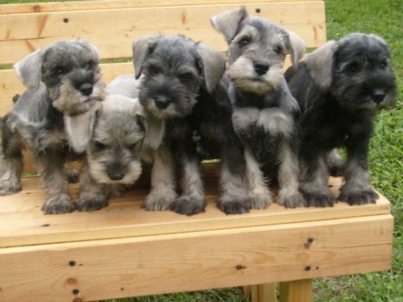 belos-filhotes-schnauzer-machos-e-femeas-vacinados-small-3