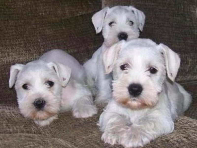 belos-filhotes-schnauzer-machos-e-femeas-vacinados-small-1