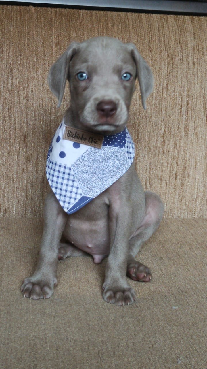 lindos-filhotes-weimaraner-machos-e-femeas-vacinados-big-4