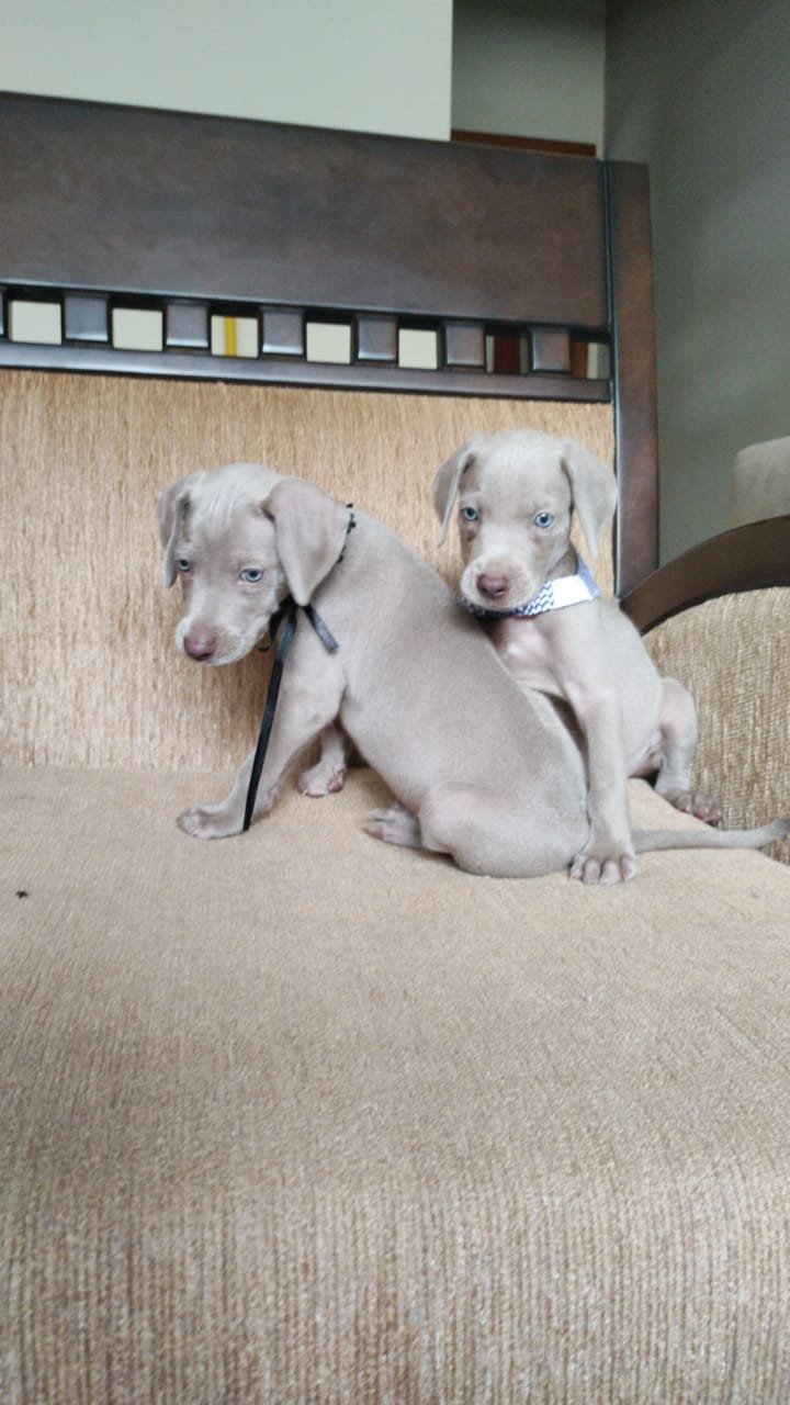 lindos-filhotes-weimaraner-machos-e-femeas-vacinados-big-2