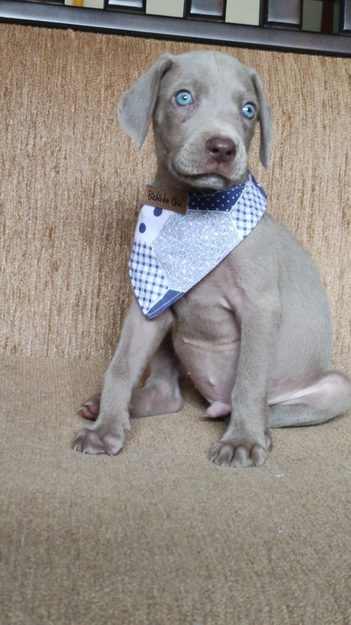 lindos-filhotes-weimaraner-machos-e-femeas-vacinados-big-3