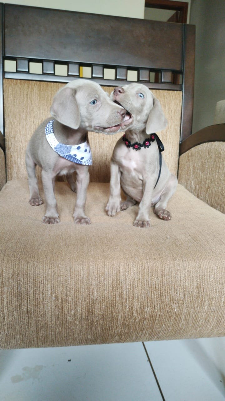 lindos-filhotes-weimaraner-machos-e-femeas-vacinados-big-0