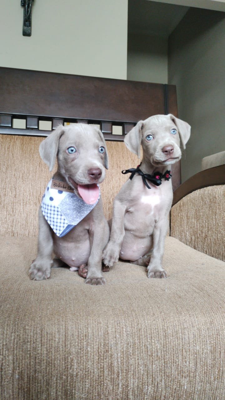 lindos-filhotes-weimaraner-machos-e-femeas-vacinados-big-1