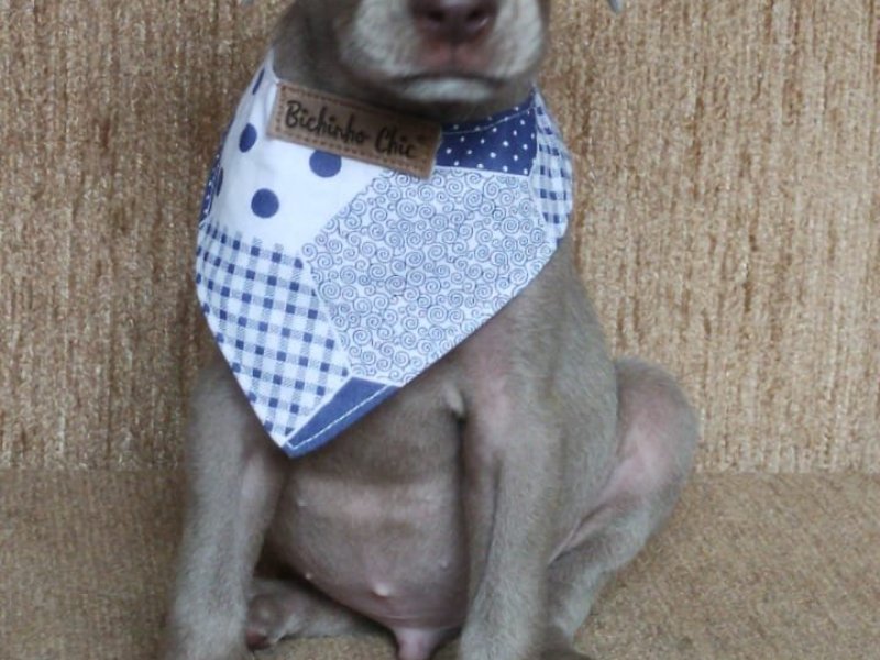 lindos-filhotes-weimaraner-machos-e-femeas-vacinados-small-4