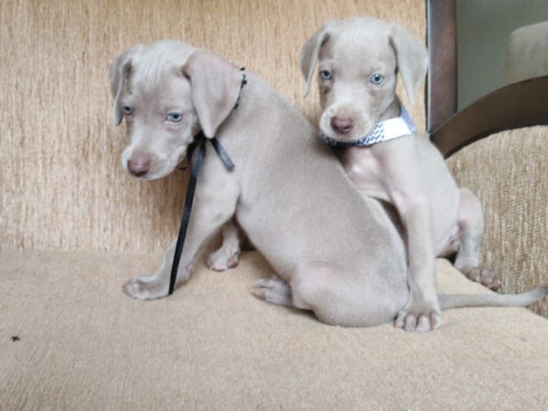 lindos-filhotes-weimaraner-machos-e-femeas-vacinados-small-2