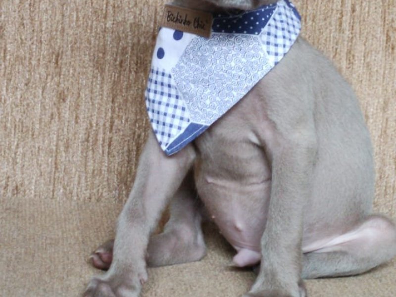 lindos-filhotes-weimaraner-machos-e-femeas-vacinados-small-3