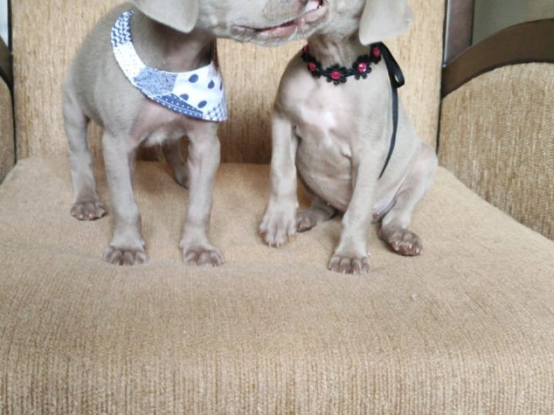 lindos-filhotes-weimaraner-machos-e-femeas-vacinados