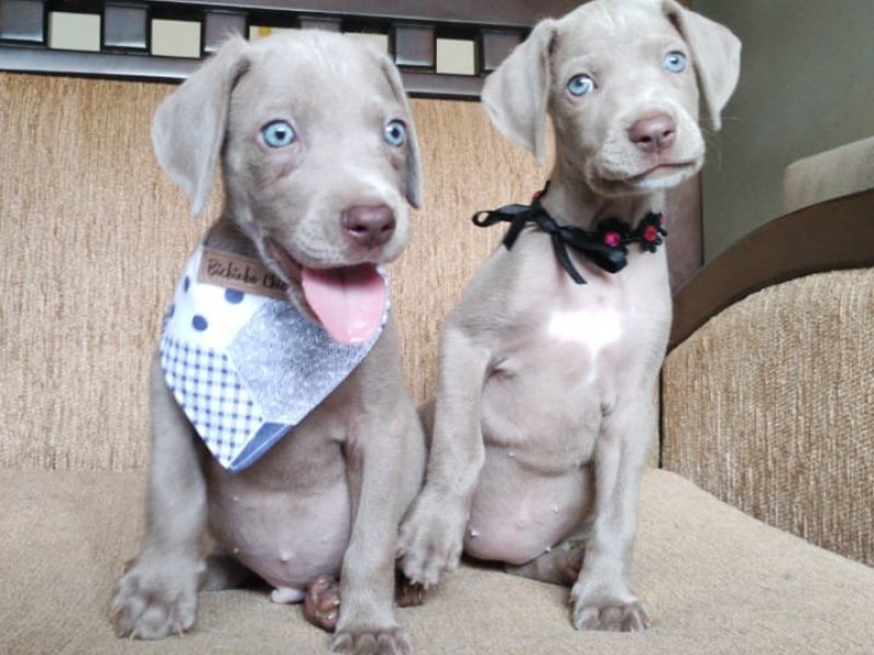 lindos-filhotes-weimaraner-machos-e-femeas-vacinados-small-1