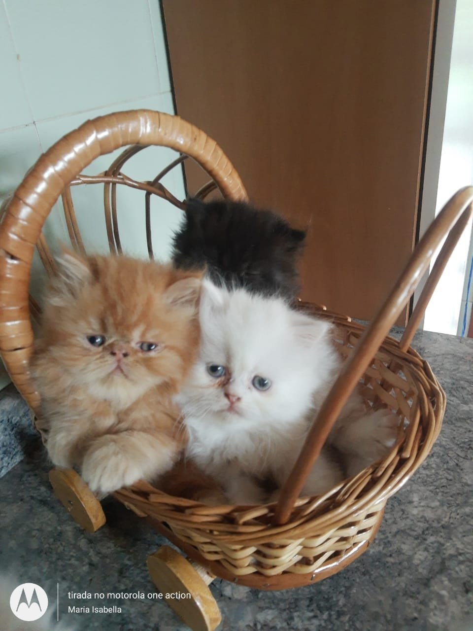 lindos-gatinhos-persa-machos-e-femeas-vacinados-big-0
