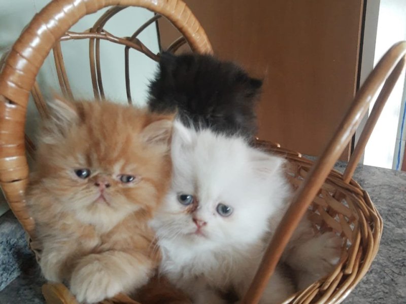 lindos-gatinhos-persa-machos-e-femeas-vacinados