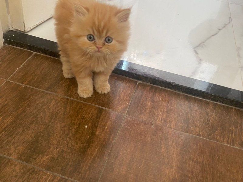 lindos-gatinhos-persa-machos-e-femeas-vacinados-small-4