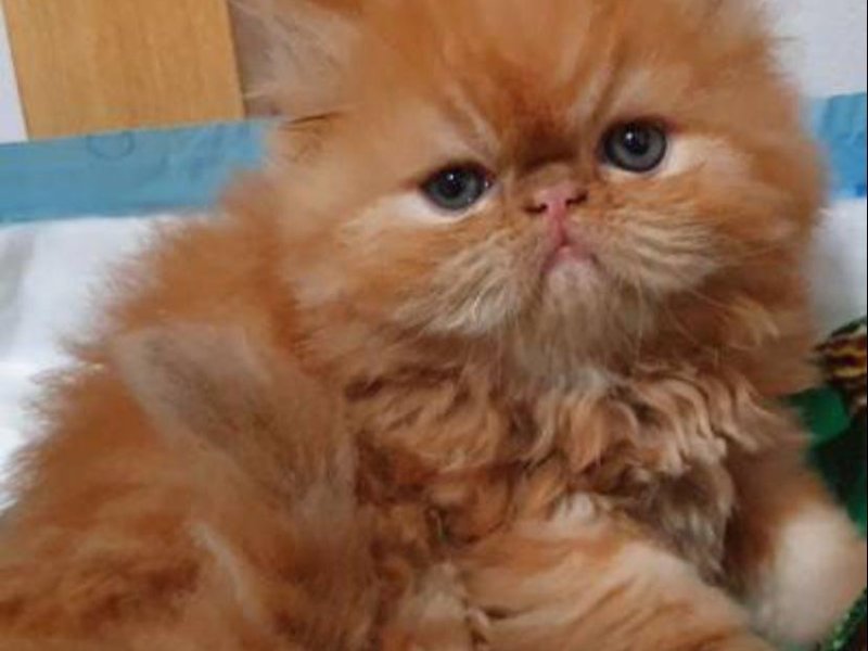 lindos-gatinhos-persa-machos-e-femeas-vacinados-small-1