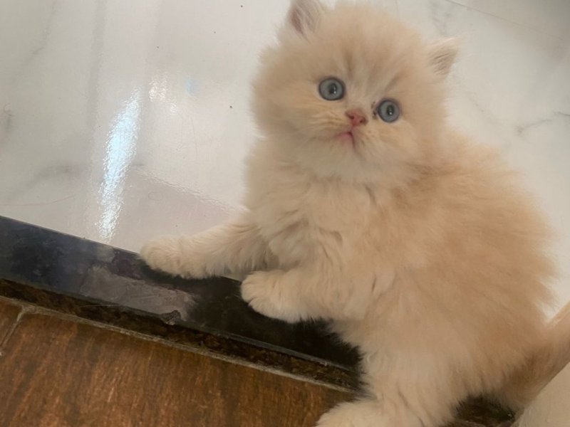 lindos-gatinhos-persa-machos-e-femeas-vacinados-small-3